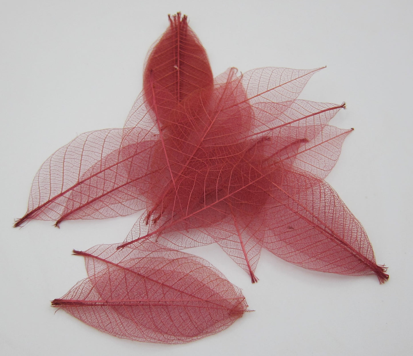 Autumn Leaves PAT1781