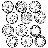 Doilies JKM125